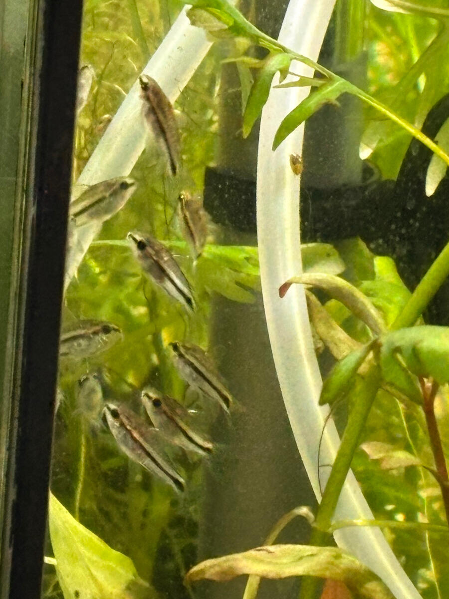 Packs of roaming predators Packs of roaming predators